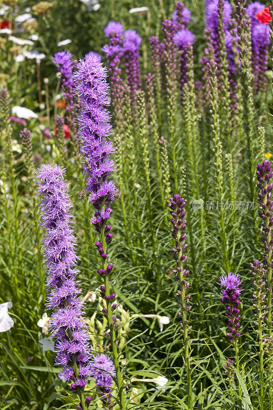 美丽的Liatris spicata, prachtcharte